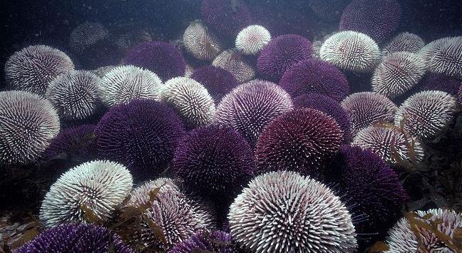 In Sea Urchins V is for Various Colors r vs. v for single color. S is for Sedentary / Stationary / no walking around vs.