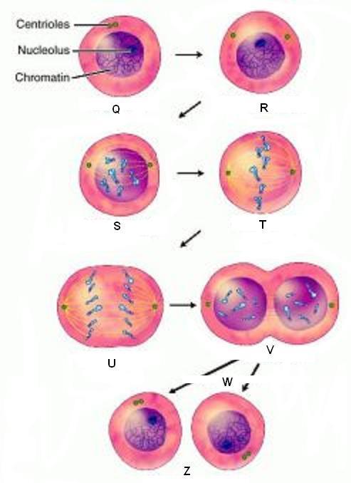 Identify the Phases of Mitosis PHASES of MITOSIS CHOICES A B 29. Anaphase 30. Cytokinesis 31.