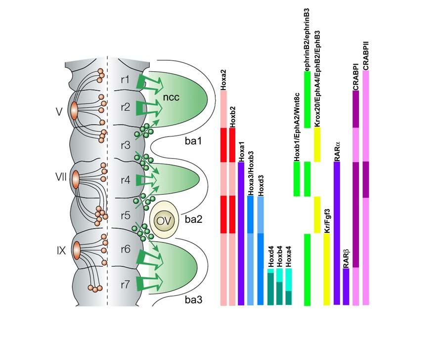 FIGURE 1. Segmentation of the hindbrain, motor nerves, and pathways of neural crest cell (ncc) migration.
