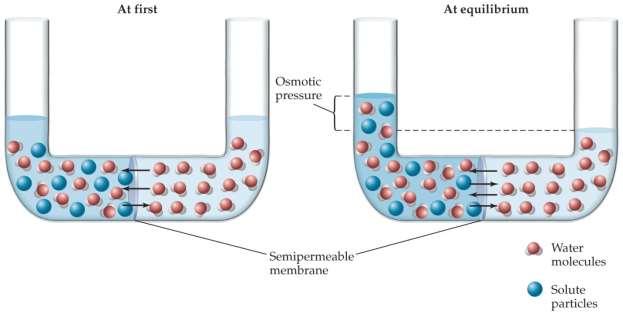Osmotic Pressure Osmosis: The flow of solvent from a lower concentration solution through a semipermeable membrane to a