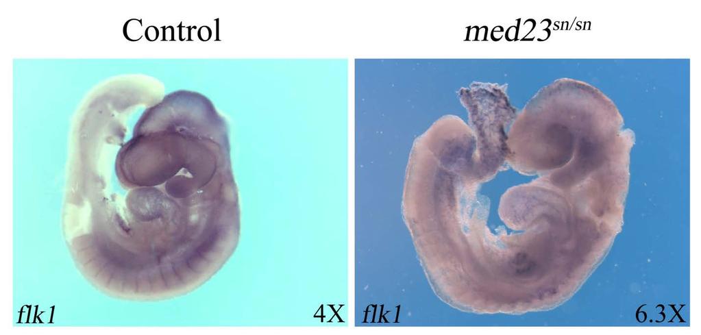 Figure 17: flk1 expression in wildtype and med23 sn/sn embryos. flk1 expression in the med23 sn/sn embryo at late day E9.5 marks the blood vessel network.