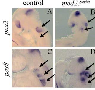 Figure 26: Coalescence but not specification of cranial placodes is affected in med23 sn/sn embryos A, B pax2+ cells are present in the optic, otic and isthmus of both control and med23 sn/sn