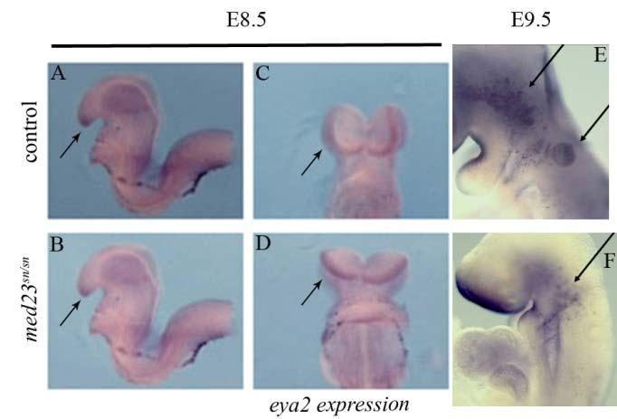 Figure 27: med23 sn/sn embryos do not maintain the expression of PPR markers in cranial sensory ganglia A D eya2 expression in control (A, C) and med23 sn/sn (B, D) embryos shows proper formation of