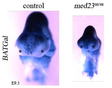 Figure 32: WNT signaling is upregulated and ectopically expressed in the lateral nasal processes of med23 sn/sn embryos at E9.5.