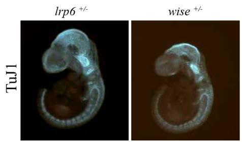 Figure 37: Formation of nervous system is not affected by losing a copy of lrp6 or a copy of wise TuJ1 immuno-staining of lrp6 +/- and wise +/- embryos