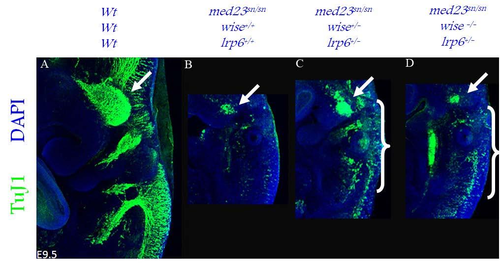 Figure 39: Wise and Lrp6 activate WNT signaling during cranial ganglia formation.