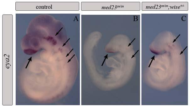 Figure 41: Defects in maintenance of early PPR gene expression of med23 sn/sn embryos are not restored by modulating the WNT signaling levels.