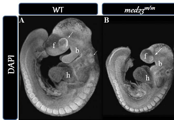 Figure 5: snouty embryos display a smaller size and craniofacial defects at E9.5 Wild-type (A) and snouty (B) E9.