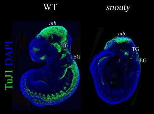 Figure 6: snouty embryos have defects in peripheral nervous system formation. Wild-type and snouty E9.5 littermate embryos were immuno-stained for antibody against TuJ1 (neuron marker).