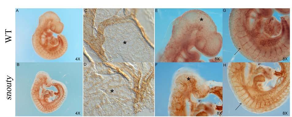 Figure 7: snouty embryos have defects in vascular remodeling Pecam-1 immuno-staining of Wildtype (A, C, E, F) and snouty (B, D, F, H) E9.5 embryos.