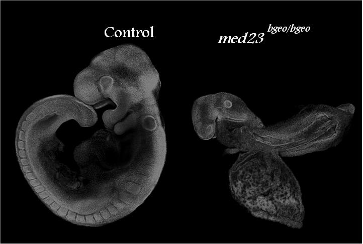 Figure 10: med23 bgeo/bgeo embryos halt their development at E8.75 DAPI immuno-stained littermate control and med23 bgeo/bgeo embryos at E9.