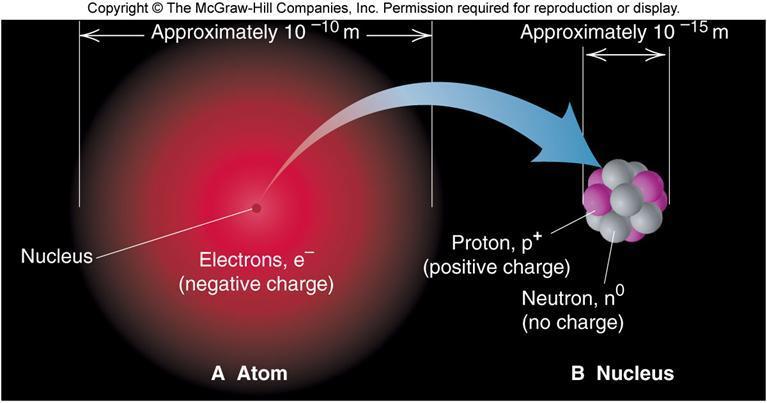 The Atom Consists of small tightly packed nucleus surrounded by large cloud of electrons Nucleus contains positively charged protons and neutrons (no charge) Negatively charged