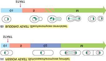 of PM proteins 15-25. Many cells show polarity. E.g.