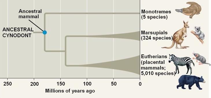 Large, Worldwide Radiations Large scale adaptation radiations occurred after the big five mass extinctions.