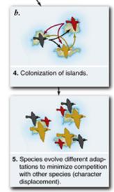 event leading to extinction of other species 33 Classic model of adaptive radiation on island archipelagoes