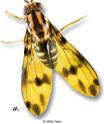 Drosophila > 1000 species of Drosophila on Hawaiian Islands Diversity of morphological and behavioral