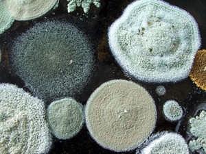 Fungi - Moulds By eye Magnified Expand to find food source Growth limited in dry conditions 25
