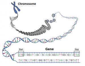 hereditary information is encoded in DNA deoxyribonucleic acid a short