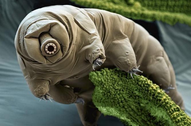 Tardigrades these animals can survive anything!