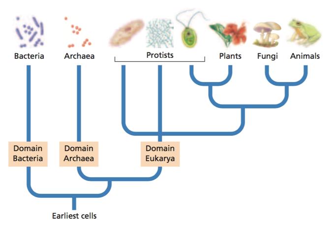 Three Domains of life notice the three main branches domains Bacteria and