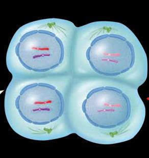 How do mitosis and meiosis differ? (cont.
