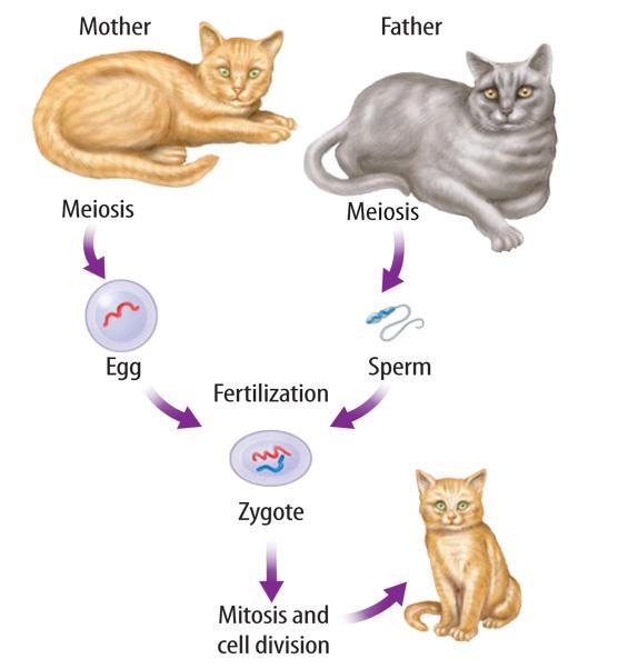 What is sexual reproduction? (cont.