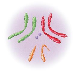 Fruit Fly Chromosomes Not all organisms have the same number of