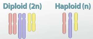 Haploid Cells Haploid: Half set of chromosomes Gametes (sex cells sperm, egg) are haploid N =