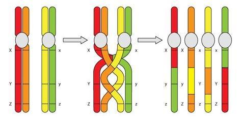 Chromosomes Cross-Over During Prophase 1, sister chromatids crossover.