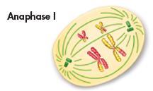 Anaphase I Spindle fibers pull each homologous
