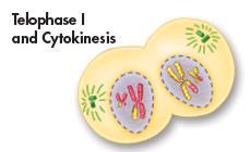Telophase I and Cytokinesis Nuclear membranes reform