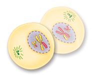 Meiosis II Begins Unlike the first division, neither cell goes through a