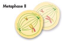 Metaphase II Chromosomes line