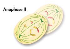 Anaphase II Paired