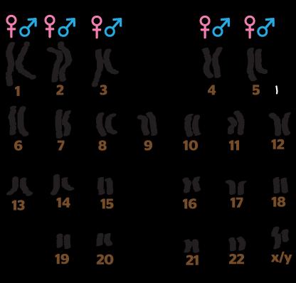 Homologous Chromosomes Homologous Chromosome: Chromosomes that are the