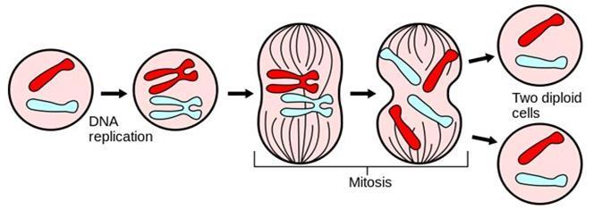 Mitosis Review The daughter cells are IDENTICAL to the