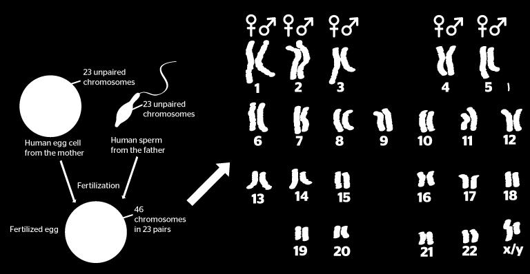 Diploid Cells A diploid when the cell has a full set of chromosomes ( ½ from mom and