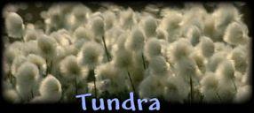 Tundra Located at the top of the world Very