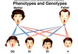 Genotype are the internal inheritable code