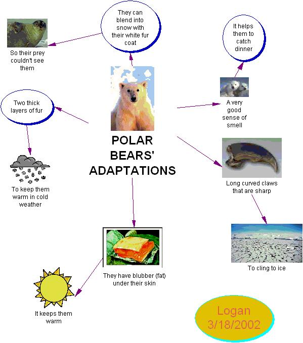 Adaptations are structures, functions, or behaviors that enable a species