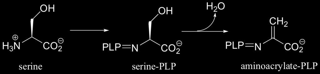 The early phase of this reaction is something that we have already seen when we discussed the PLP-dependant reaction catalyzed by serine dehydratase (section 14.