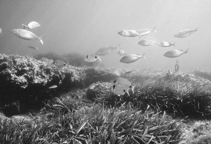 Primary Producing Habitats Coastal zones Kelp Forests Features, threats Mangroves