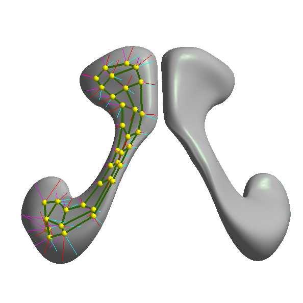 by a set of continuous medial manifolds, which are sampled to yield discrete representations. Each sample point is called a medial atom, which describes a through section of an object (see Fig.