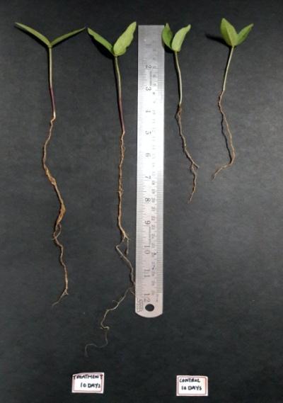 Root and Shoot Growth 2 DAS Fig.
