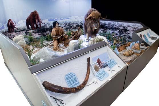 II Mammoth, Woodland Musk Ox and Early Human Hunter Diorama 3 Display Cases In this detailed and intense diorama, lessons of the Ice Age abound.