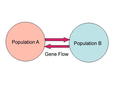 Genetic Drift vs Gene Flow Genetic drift random