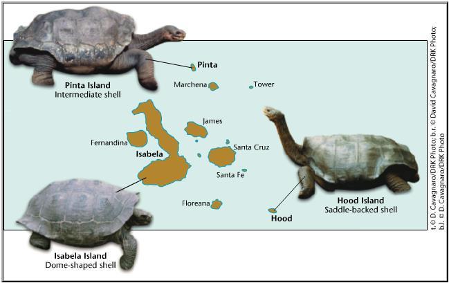 Tortoises The shape of tortoise shells changed