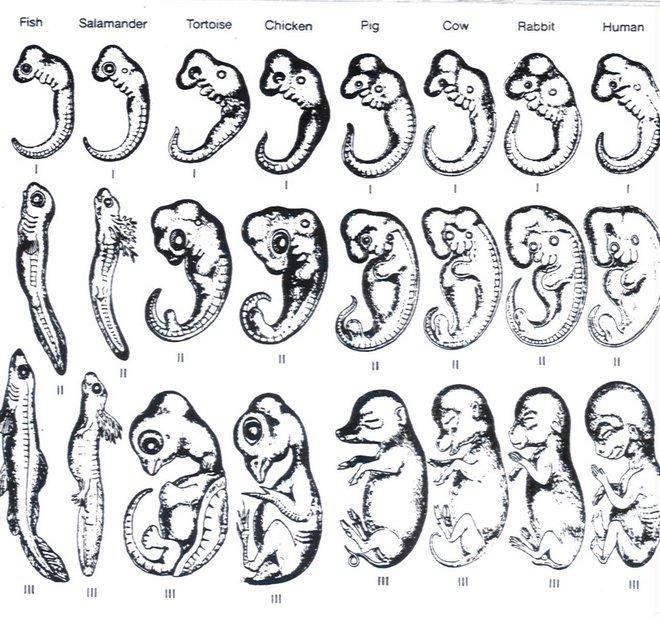 Embryology comparing the embryonic development of organisms to look for similar patterns and features