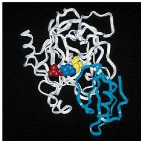 ACTIVE SITE: A DEPRESSION ON PROTEIN SURFACE Chymotrypsin in