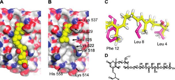 Models of CM1 Inhibitor Complex Sphere models of Leptomycin B adduct (A) and compound 4 adduct (B). C. Superposition of LMB adduct with NES residues of SNUPN.